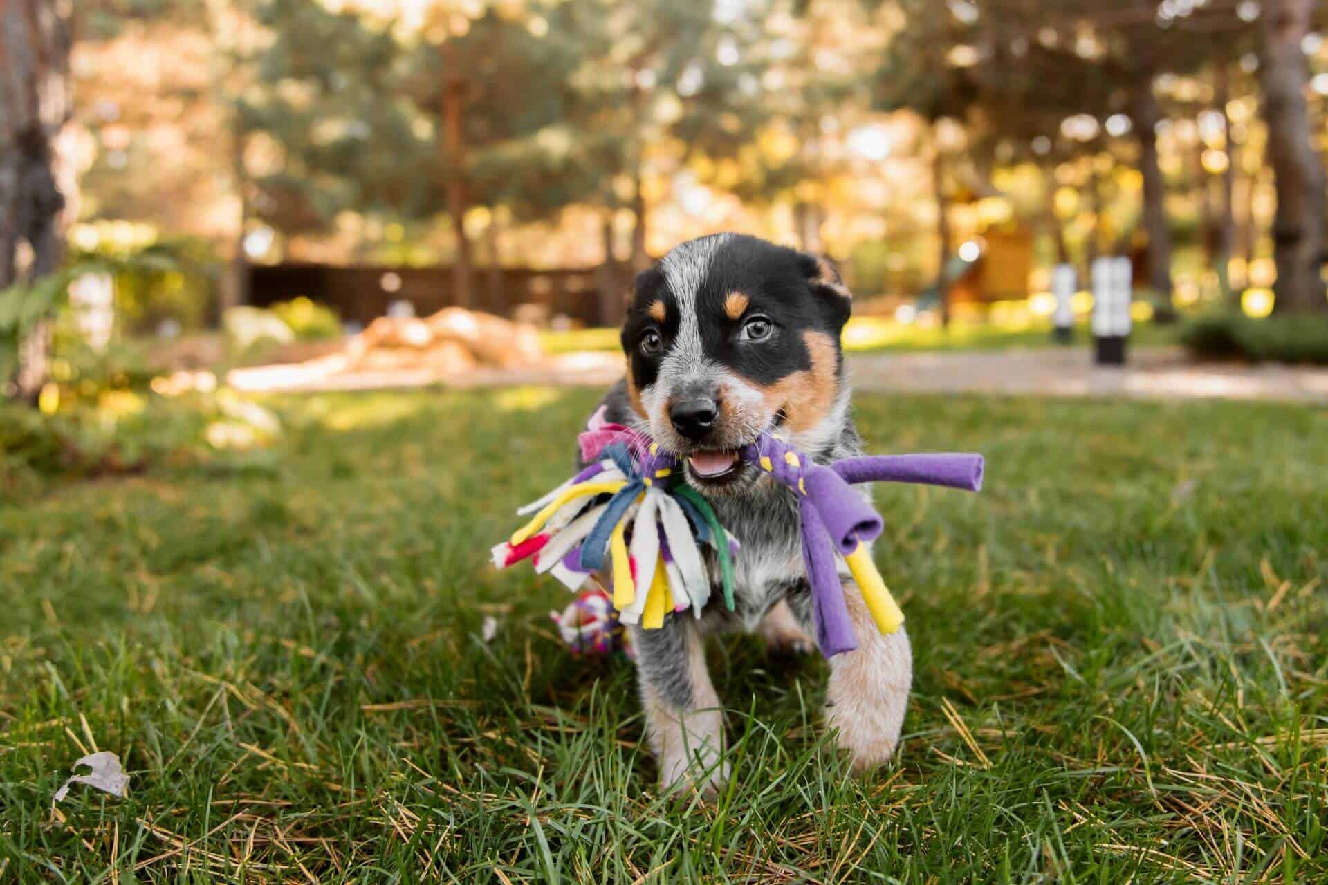 An Australian cattle dog puppy trotting across a lawn with a colourful rope toy in its mouth