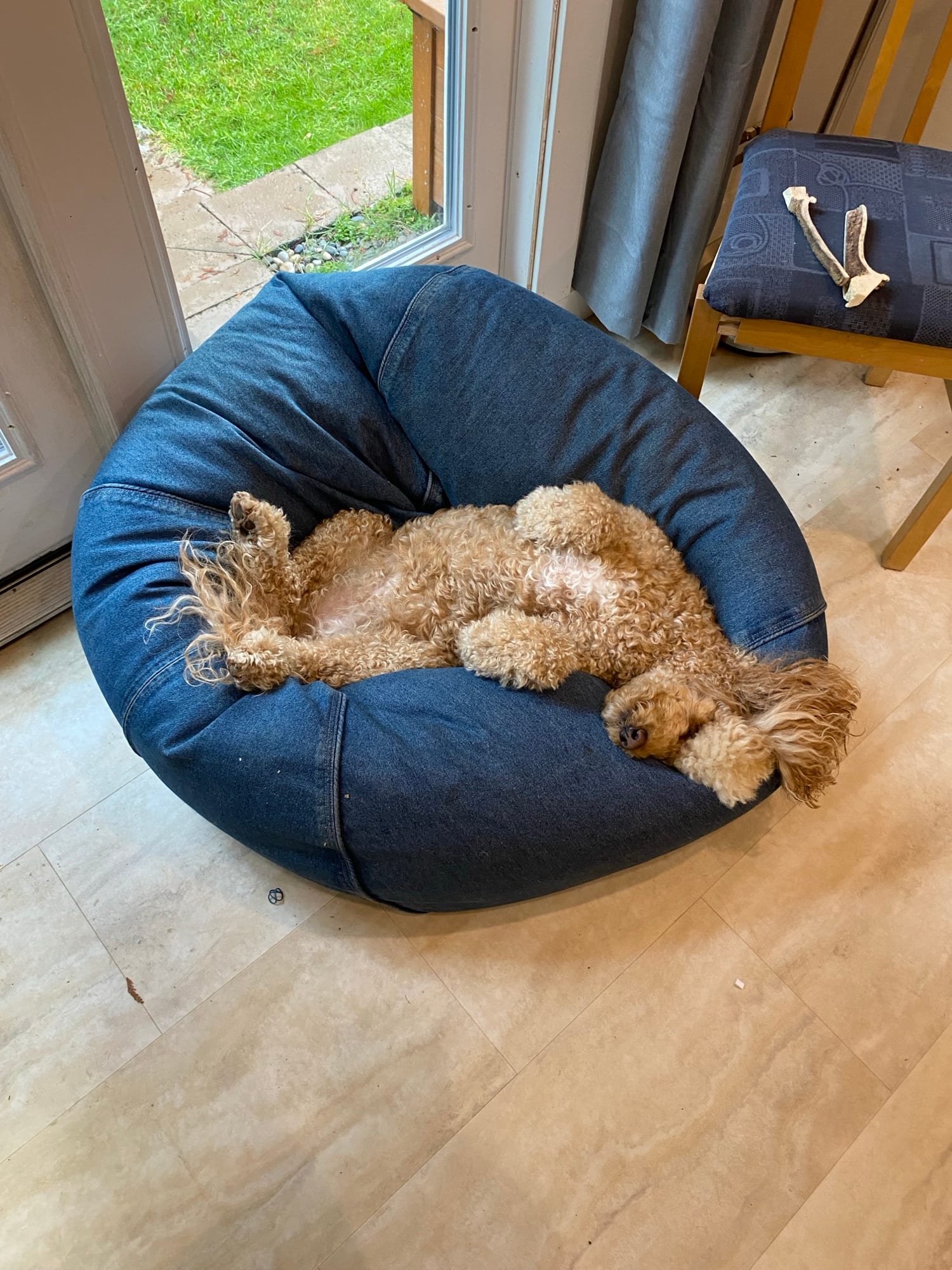 A curly apricot doodle fast asleep on its back in a denim beanbag