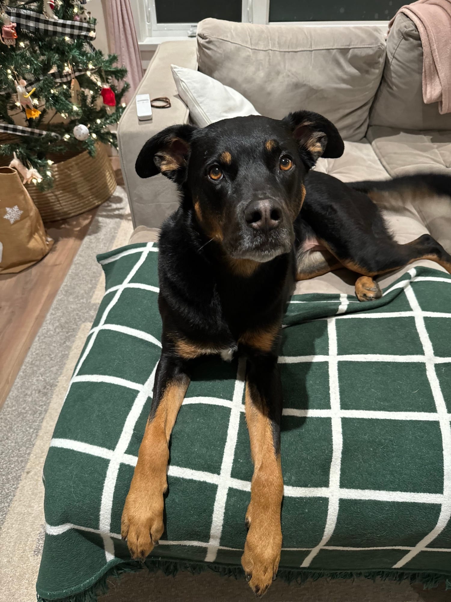 A black and tan dog lying on a green and white checked blanket, paws stretched out, looking up at the camera