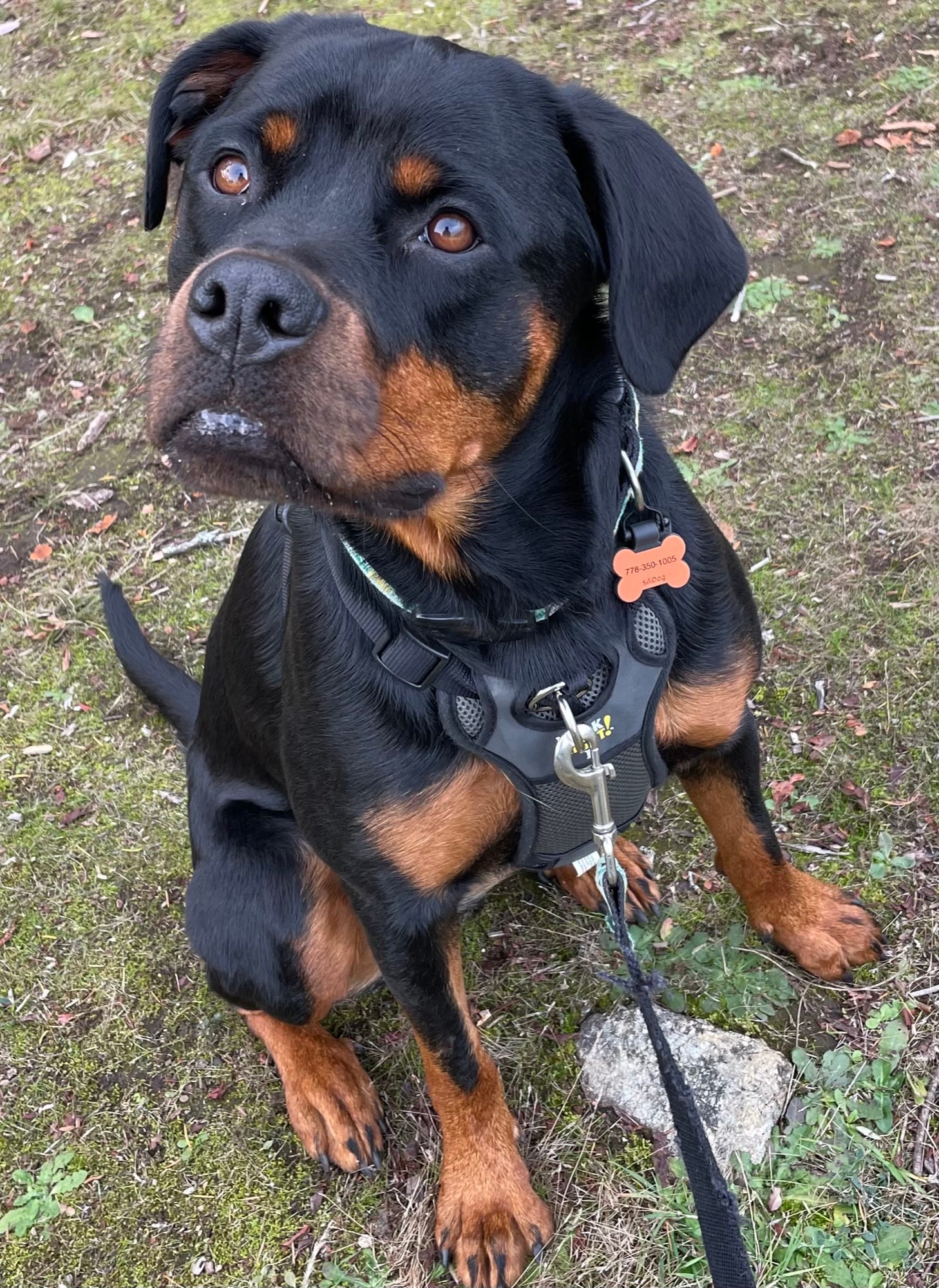 A young Rottweiler sitting on a mossy trail, looking up hopefully