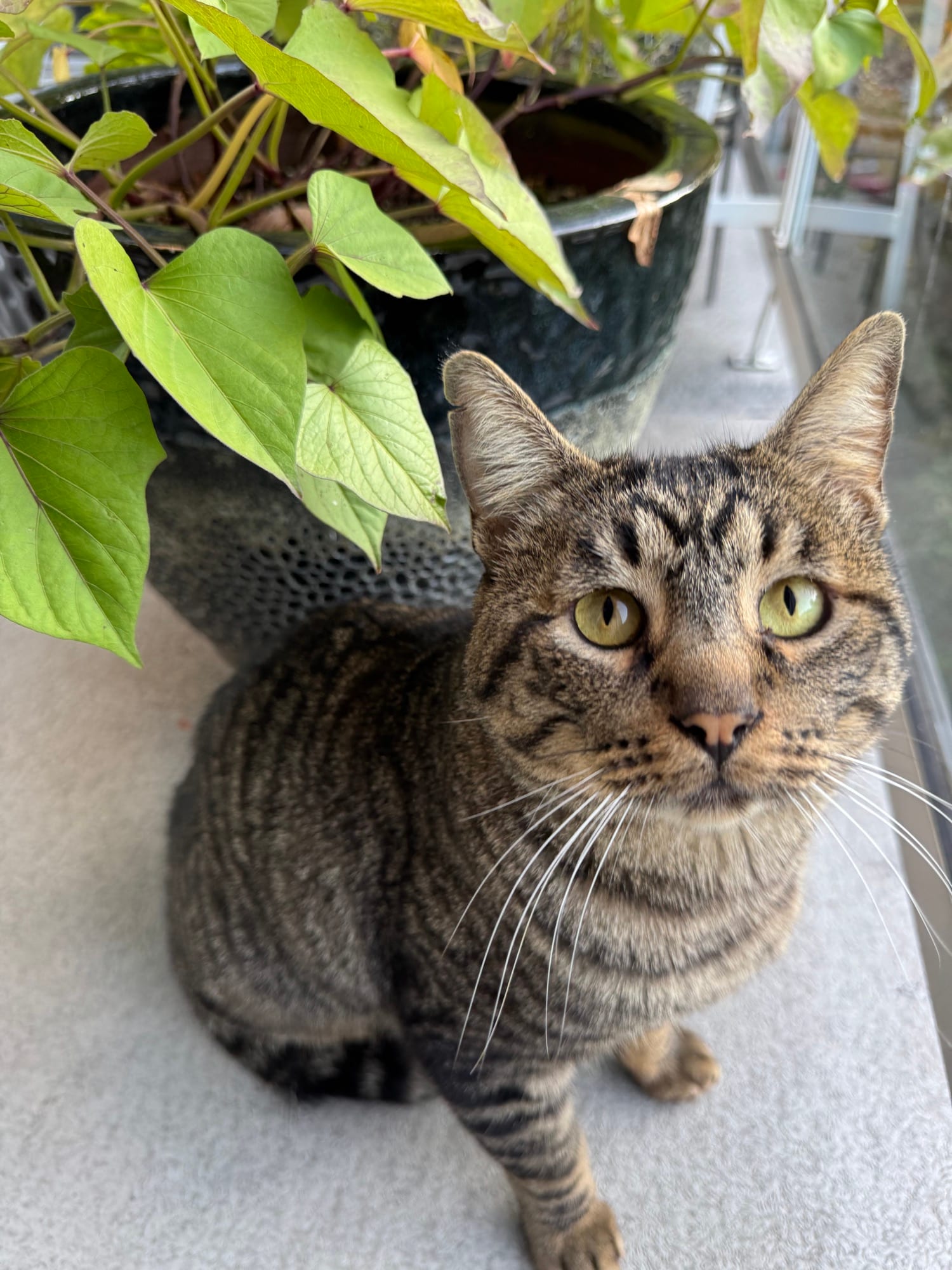 A brown tabby cat with green eyes sitting under the leaves of a potted plant